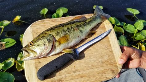 preparing largemouth bass for cooking.